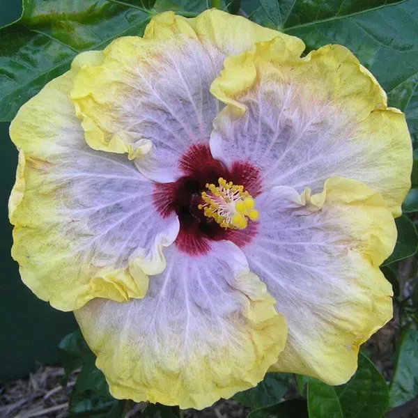 Exotic_Australian_Variety_Hibiscus_Live_Plant_–_Multicolour_Blooms