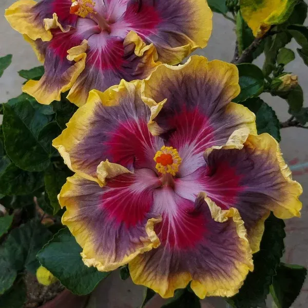 Exotic_Australian_Variety_Hibiscus_Live_Plant_–_Multicolour_Blooms
