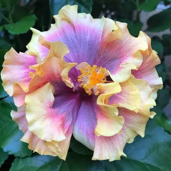 Exotic_Australian_Variety_Hibiscus_Live_Plant_–_Multicolour_Blooms