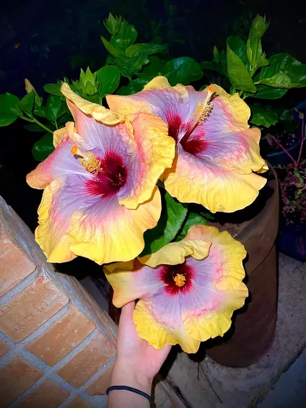 Exotic_Australian_Variety_Hibiscus_Live_Plant_–_Multicolour_Blooms