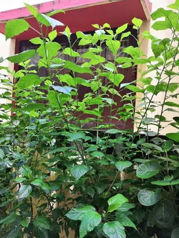 Hibiscus_Plantjoba_Plantblack_Hibiscus_Plant_Joba