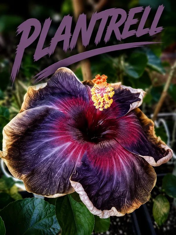 Hibiscus_Plantjoba_Plantblack_Hibiscus_Plant_Joba