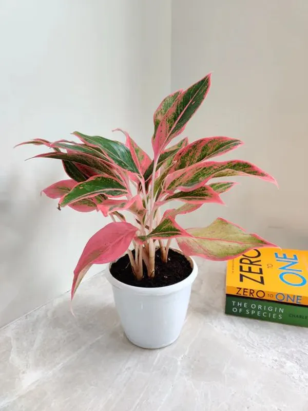 Lipstick_Aglaonema_Plant