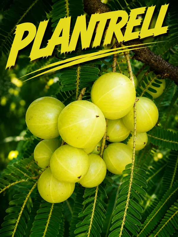 Banarasi_Amla_Plant__Gooseberry_Phyllanthus_Emblica_Herba_Hybrid_Fruit_Plant