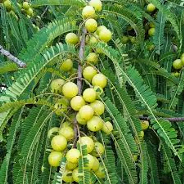 Banarasi_Amla_Plant__Gooseberry_Phyllanthus_Emblica_Herba_Hybrid_Fruit_Plant