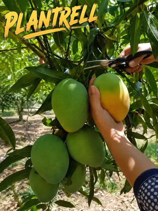 Imam_Pasand_Grafted_Mango_Plant_|_Premium_Sweet_Mango_Variety