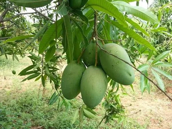 Imam_Pasand_Grafted_Mango_Plant_|_Premium_Sweet_Mango_Variety