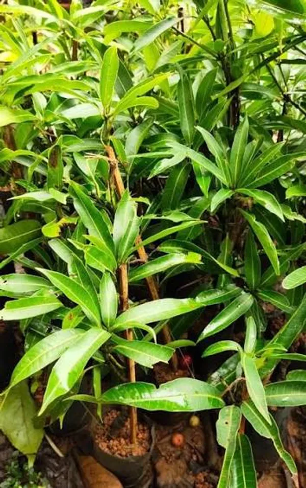 Imam_Pasand_Grafted_Mango_Plant_|_Premium_Sweet_Mango_Variety