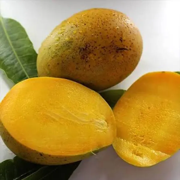 Imam_Pasand_Grafted_Mango_Plant_|_Premium_Sweet_Mango_Variety