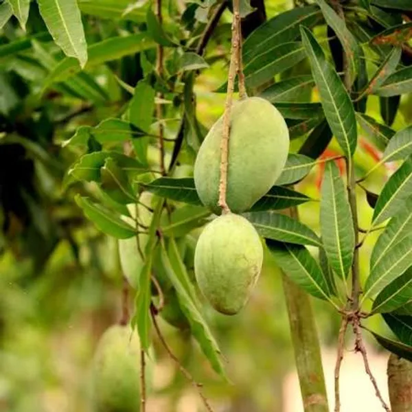 Imam_Pasand_Grafted_Mango_Plant_|_Premium_Sweet_Mango_Variety