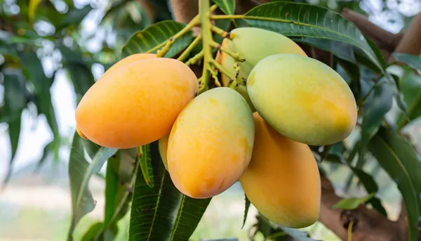 Indian_Mango_Grafted_Plant_|_Premium_Fruiting_Mango_Tree