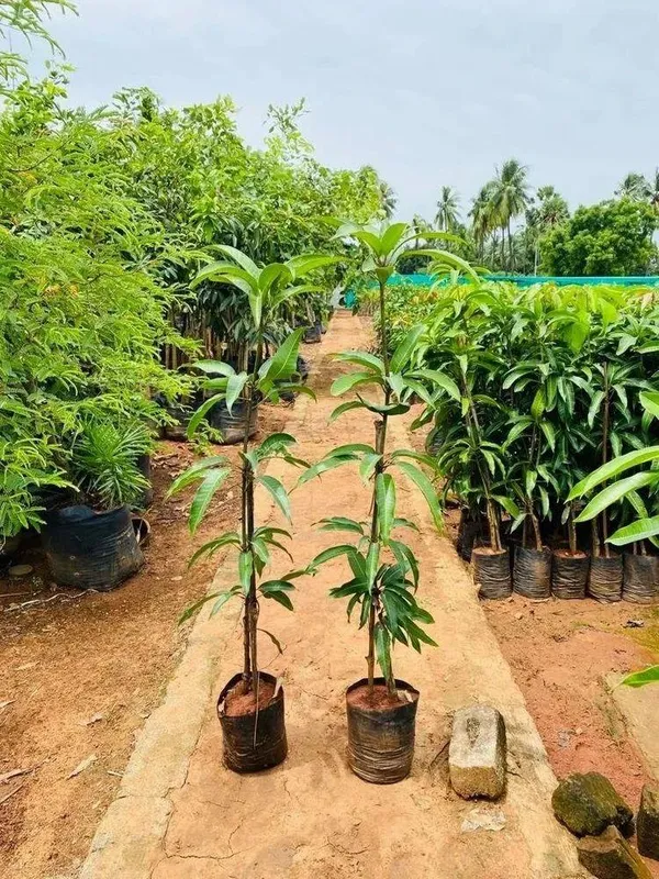 Indian_Mango_Grafted_Plant_|_Premium_Fruiting_Mango_Tree