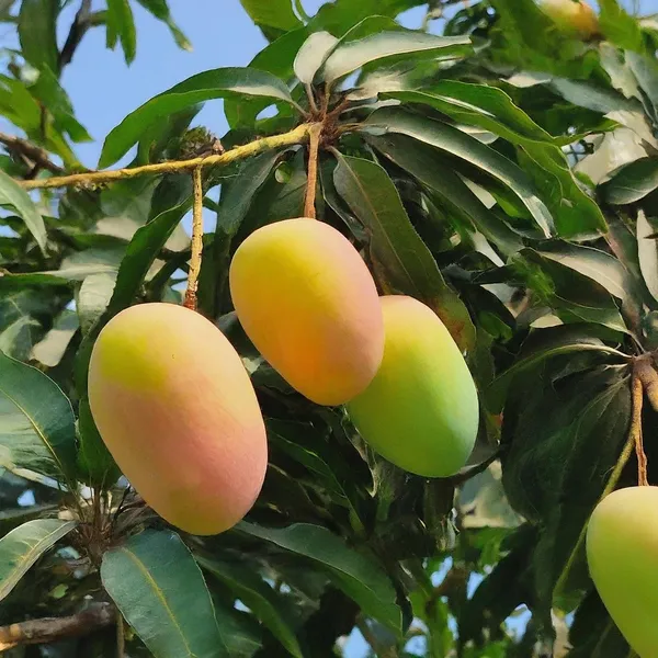 Indian_Mango_Grafted_Plant_|_Premium_Fruiting_Mango_Tree