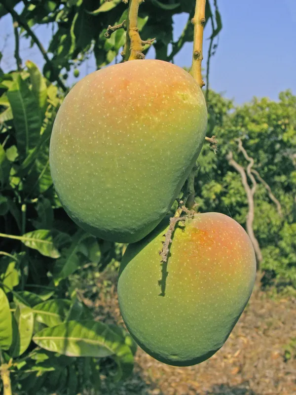 Indian_Mango_Grafted_Plant_|_Premium_Fruiting_Mango_Tree