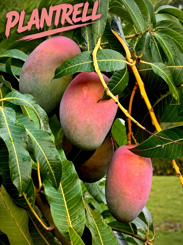 Indian_Mango_Grafted_Plant_|_Premium_Fruiting_Mango_Tree