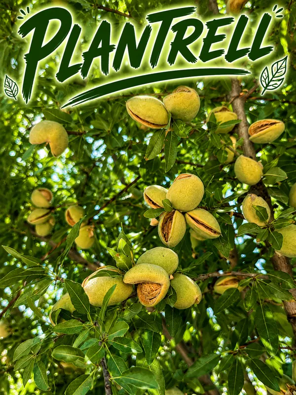 Badam_Tree_Indian_Almond_Tree_Terminalia_Catappa_Plant