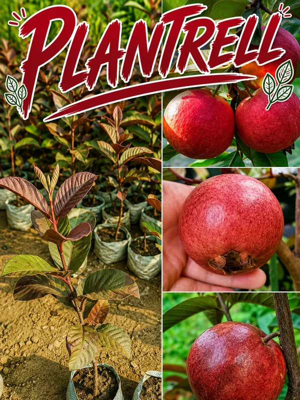 All_Time_Malaysian_Sweet_Red_Guava_Fruit_Tree_Plant