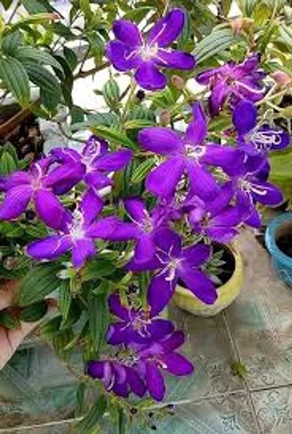 Tibouchina_Plant_Purple_Flowering_Shrub