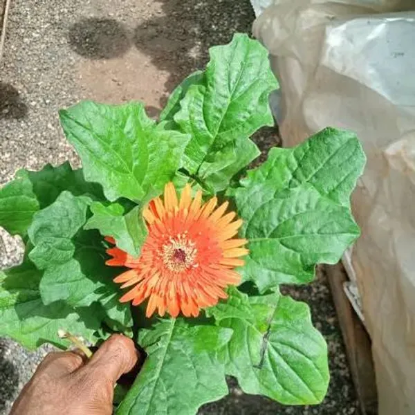 Sunset_Orange_Gerbera_Plant_Vibrant_Blooming_Beauty