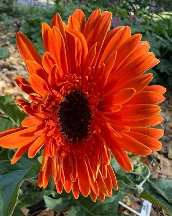 Sunset_Orange_Gerbera_Plant_Vibrant_Blooming_Beauty