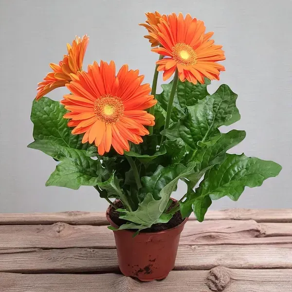 Sunset_Orange_Gerbera_Plant_Vibrant_Blooming_Beauty
