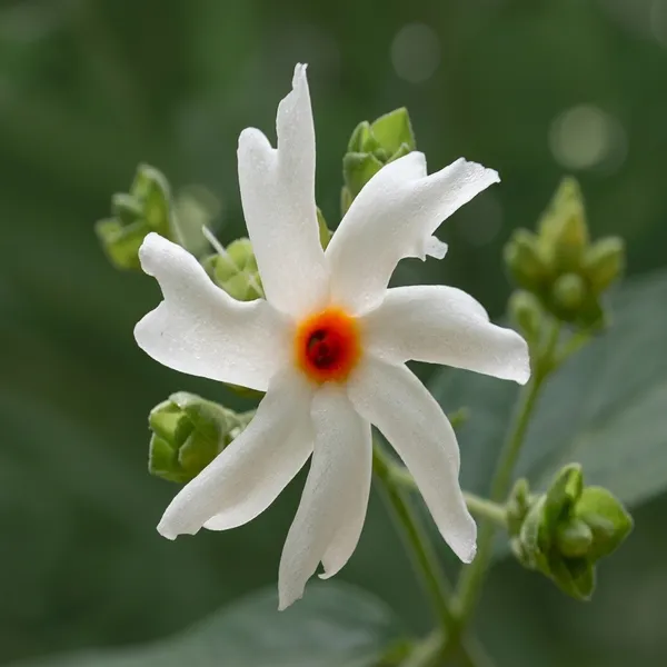 Coral_Jasmine_Flower_Plant_For_Home_Gardening_Plants_Indoor_Outdoor_Plants