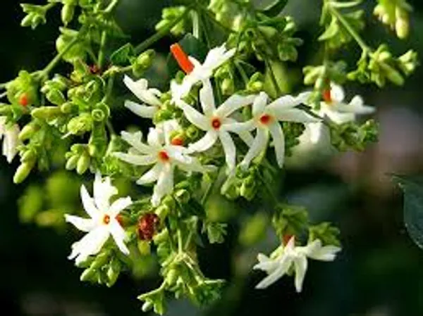 Parijat_Shuli_Plant_for_home_gardening