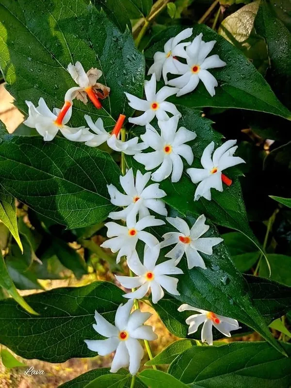 Parijat_Shuli_Plant_for_home_gardening