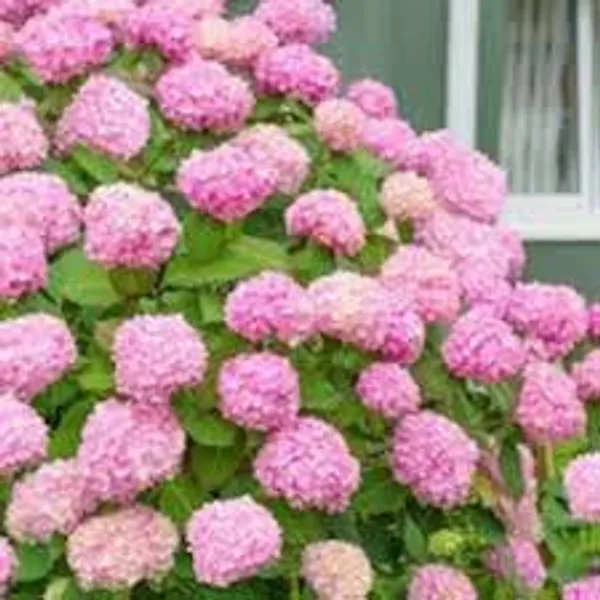 Pink_Hydrangea_Live_Flowering_Plant_Big_Flower_Clusters_Balcony_And_Garden_Plant
