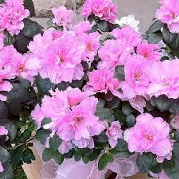 Purple_Azalea_Healthy_Flower_Plant_For_Home_Gardening_Plant