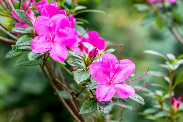 Purple_Azalea_Healthy_Flower_Plant_For_Home_Gardening_Plant
