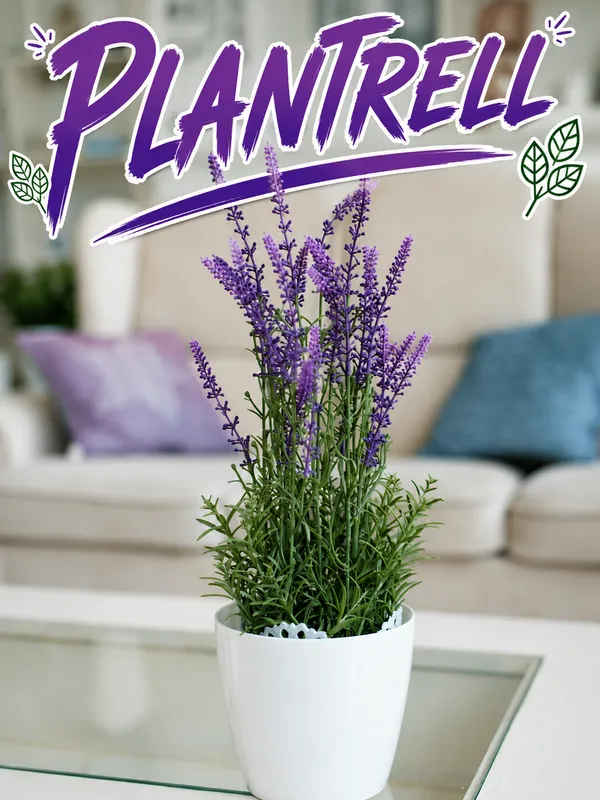 Home_Gardening_Healthy_Lavender_Flower_Tree_Plant_For_Home_Gardening_And_Roof_Top