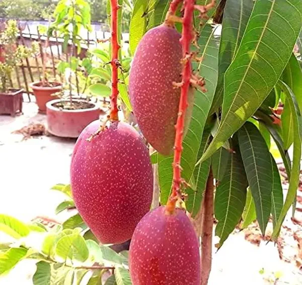 King_of_Chakapat_Grafted_Mango_Plant_|_Thai_Red_Emperor_Mango