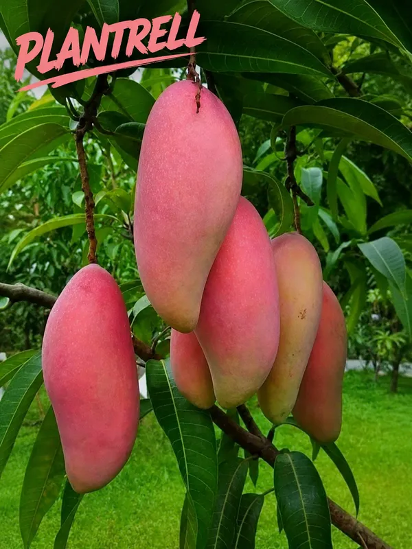 King_of_Chakapat_Grafted_Mango_Plant_|_Thai_Red_Emperor_Mango