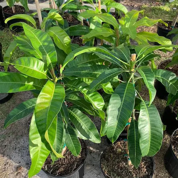 King_of_Chakapat_Grafted_Mango_Plant_|_Thai_Red_Emperor_Mango