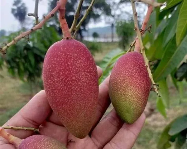 King_of_Chakapat_Grafted_Mango_Plant_|_Thai_Red_Emperor_Mango
