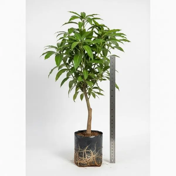 King_of_Chakapat_Grafted_Mango_Plant_|_Thai_Red_Emperor_Mango