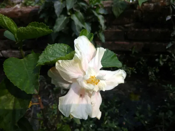 Rare_Elephant_Ear_Hibiscus_Live_Flowering_Plant_(Light_Pink_&_White_Blooms)