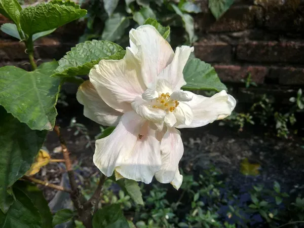 Rare_Elephant_Ear_Hibiscus_Live_Flowering_Plant_(Light_Pink_&_White_Blooms)