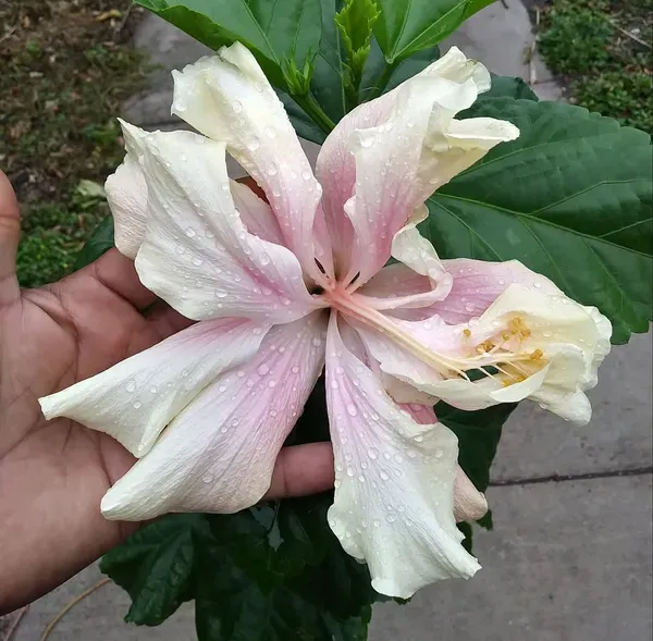 Rare_Elephant_Ear_Hibiscus_Live_Flowering_Plant_(Light_Pink_&_White_Blooms)