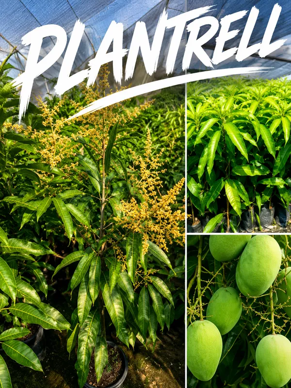 All_Time_Mango_Thi_Hybrid_Grafted_Plant