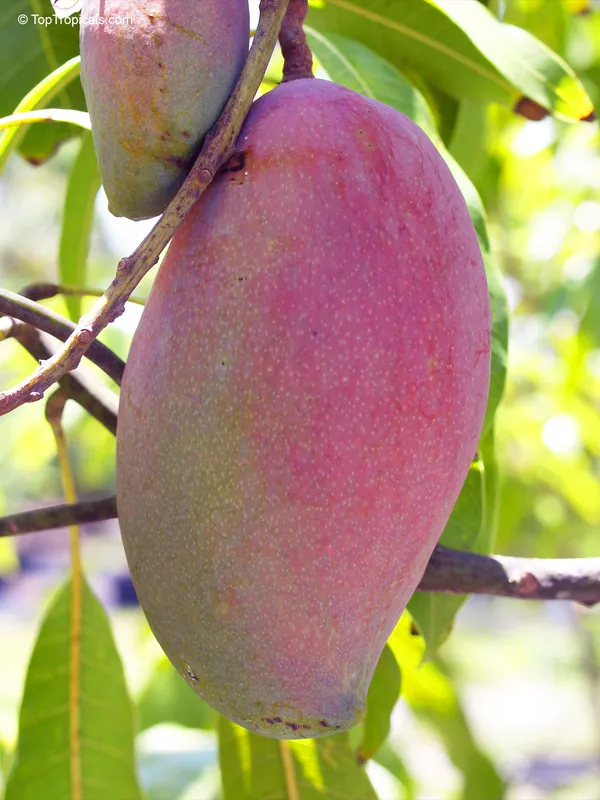 Lancetilla_Grafted_Mango_Plant_|_Giant_Sweet_Mango_Variety