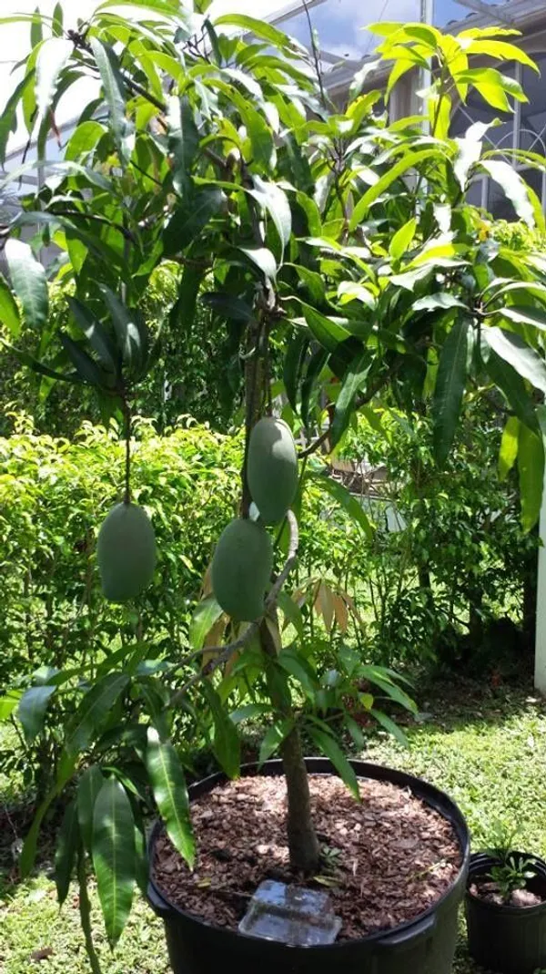 Lancetilla_Grafted_Mango_Plant_|_Giant_Sweet_Mango_Variety