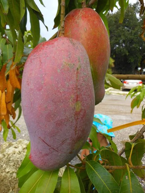 Lancetilla_Grafted_Mango_Plant_|_Giant_Sweet_Mango_Variety