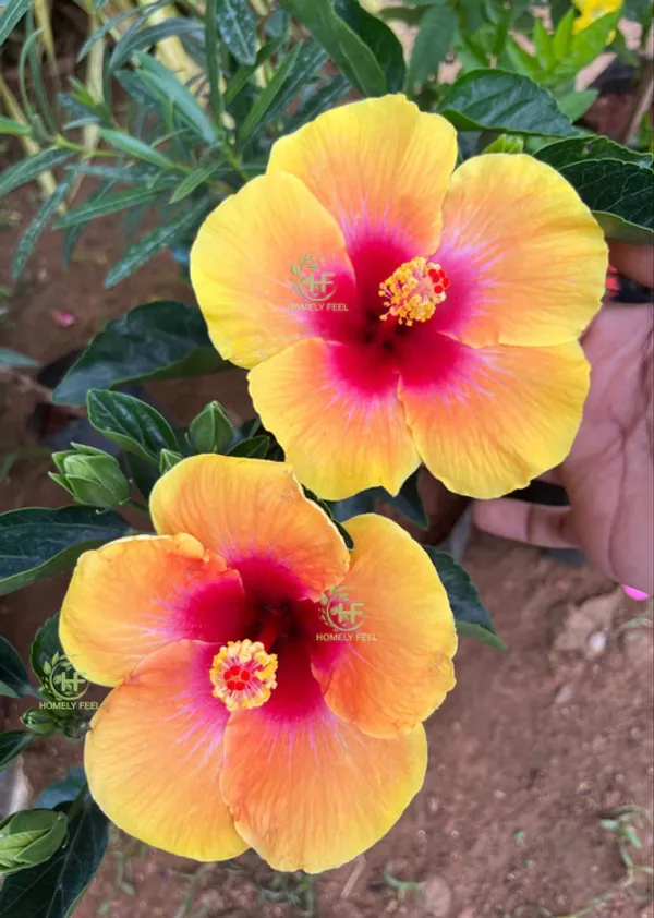 Yellow_Red_Hibiscus_Plant_Australian_Variety_Hybrid_All_Seasons_Healthy_Roof_Top_Cutting_Flower_Plant