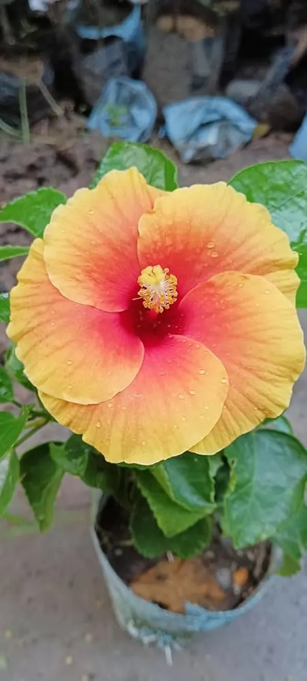 Yellow_Red_Hibiscus_Plant_Australian_Variety_Hybrid_All_Seasons_Healthy_Roof_Top_Cutting_Flower_Plant
