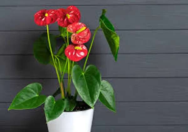 Anthurium_Red_Plant
