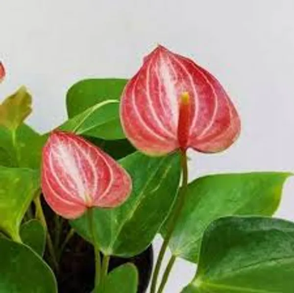 Anthurium_Red_Plant