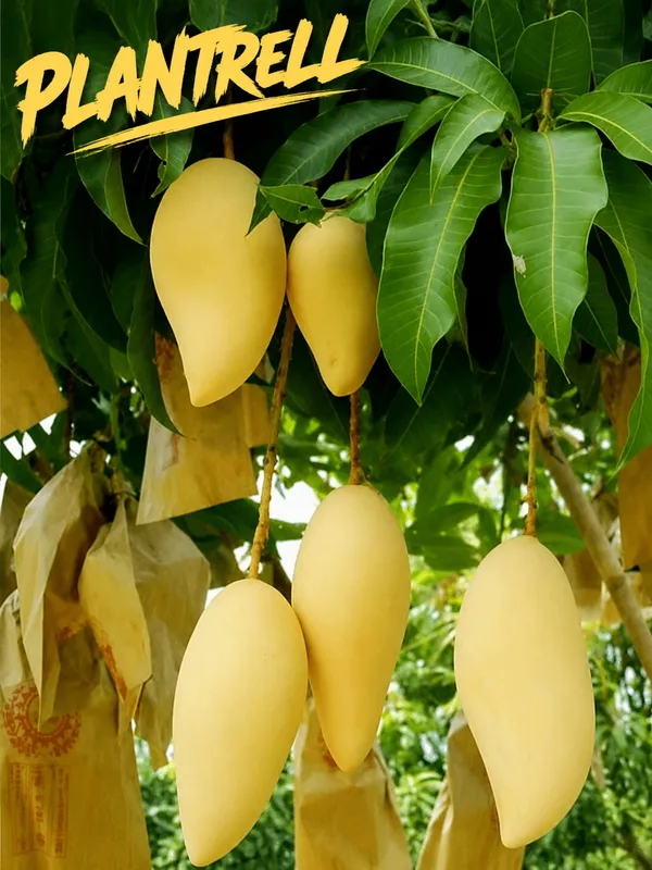 Nam_Dok_Mai_Grafted_Mango_Plant_|_Thai_Sweet_Mango_Variety