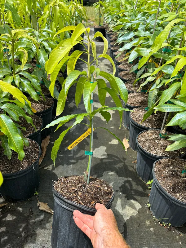 Nam_Dok_Mai_Grafted_Mango_Plant_|_Thai_Sweet_Mango_Variety